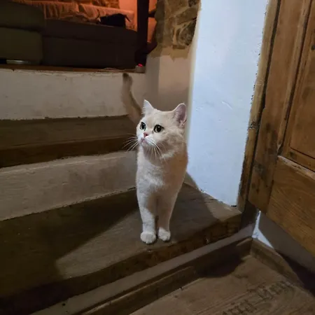 La Casina Del Prete Caprese Michelangelo