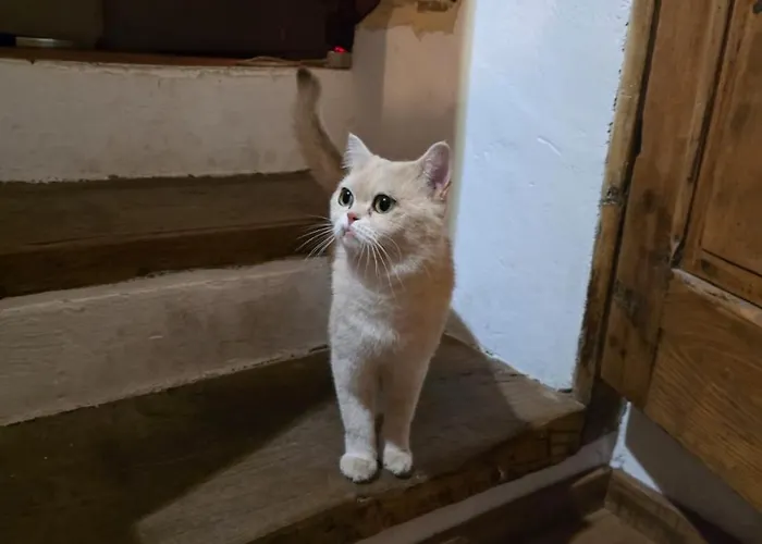 La Casina Del Prete Caprese Michelangelo