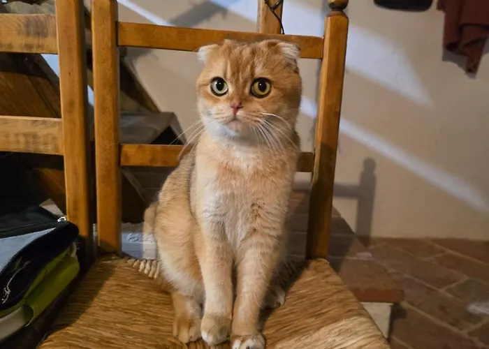 La Casina Del Prete Caprese Michelangelo