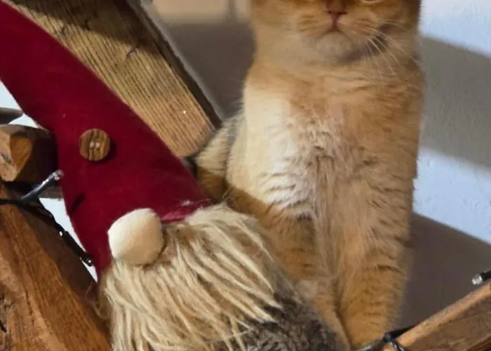 La Casina Del Prete Дом отдыха Caprese Michelangelo